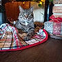 cat, tabby, plaid_blanket, christmas_tree, ornament, gift, holiday, indoor, wood_floor, decorations, red, green, cozy, pet, feline, relaxed, home, festive, plant, lights