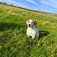 Buddy joined the competition — help win amazing prizes! dog, grass, field, outdoor, sky, clouds, nature, pet, canine, sunlight, greenery, fur, animal, daylight, landscape, small_dog, ears, snout, sitting, rural