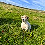 dog, grass, field, outdoor, sky, clouds, nature, pet, canine, sunlight, greenery, fur, animal, daylight, landscape, small_dog, ears, snout, sitting, rural
