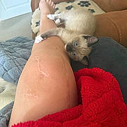 Nyla is registered to the contest to win money with this photo: animal, blanket, blue_eyes, cat, claw, comfort, couch, cozy, cute, fur, gray_blanket, home, indoor, kitten, leg, pet, red_blanket, resting, scar, siamese