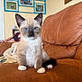 kitten, cat, siamese, blue_eyes, pet, feline, indoor, living_room, couch, leather, brown, cute, small, fur, whiskers, paw, animal, relaxing, person, home