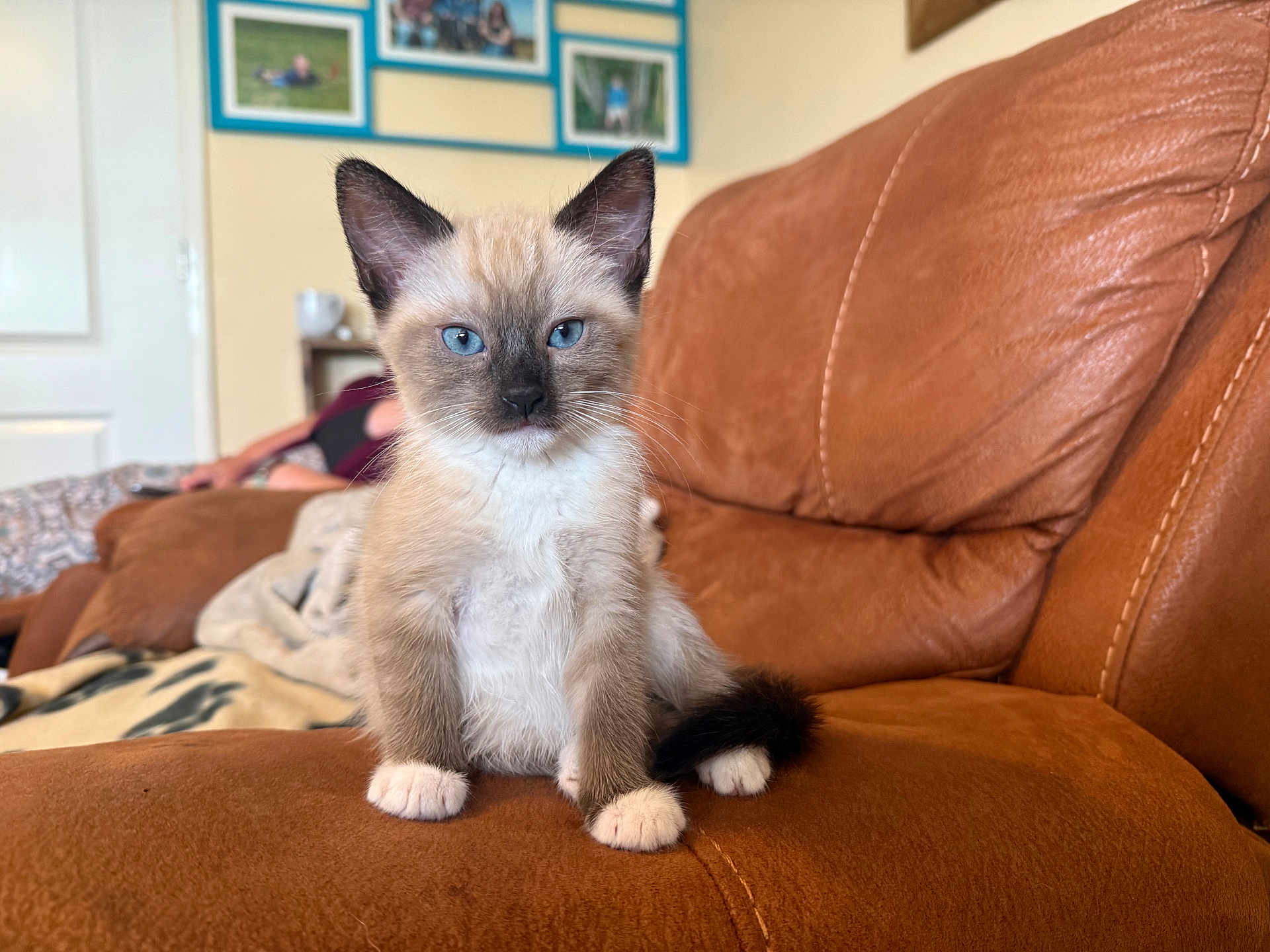 Nyla