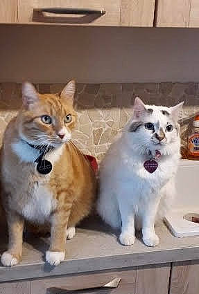 Rouky Et Nez Rose participe au concours pour gagner de l'argent avec cette photo : canidae, carnivore, cat, claw, collar, companion_dog, dog, dog_breed, domestic_short_haired_cat, fawn, felidae, fur, paw, photo_caption, small_to_medium_sized_cats, snout, tail, whiskers, window, wood