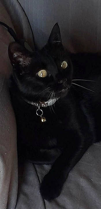 Lili participe au concours pour gagner de l'argent avec cette photo : black_cat, carnivore, cat, collar, domestic_short_haired_cat, eye, felidae, fur, grey, head, iris, small_to_medium_sized_cats, snout, tail, terrestrial_animal, whiskers