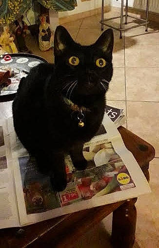 Lili participe au concours pour gagner de l'argent avec cette photo : black_cat, bombay, cardboard, carnivore, cat, chair, domestic_short_haired_cat, eye, felidae, flooring, fur, paper_product, paw, publication, sitting, small_to_medium_sized_cats, snout, tail, terrestrial_animal, whiskers