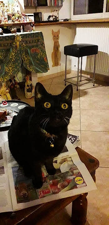 Lili a rejoint le concours — aidez-le/la à gagner de superbes lots ! black, black_cat, bombay, carnivore, cat, chair, comfort, domestic_short_haired_cat, felidae, flooring, fur, hardwood, room, small_to_medium_sized_cats, snout, table, tail, whiskers, window, wood