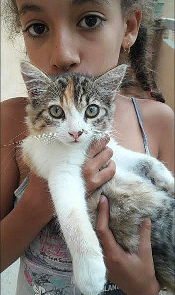 Caline a rejoint le concours — aidez-le/la à gagner de superbes lots ! carnivore, cat, claw, domestic_short_haired_cat, ear, eyelash, fawn, felidae, fur, gesture, hand, head, mammal, nail, organ, paw, skin, small_to_medium_sized_cats, snout, whiskers