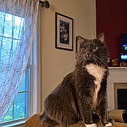 Tallulah is registered to the contest to win money with this photo: cat, couch, cozy, curtains, domestic_animal, feline, fireplace, fur, furniture, gray_cat, home, indoor, living_room, looking, pet, picture_frame, sitting, whiskers, white_paws, window