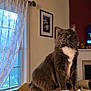 cat, couch, cozy, curtains, domestic_animal, feline, fireplace, fur, furniture, gray_cat, home, indoor, living_room, looking, pet, picture_frame, sitting, whiskers, white_paws, window