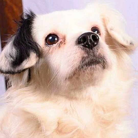 Muppet joined the competition — help win amazing prizes!