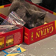Miyu joined the competition — help win amazing prizes! cat, gray_cat, sleeping, box, board_game, catan, table, plastic_bag, game_piece, indoor, pet, cozy, feline, relaxation, sleep, fur, close_up, resting, cute, domestic_animal