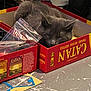 cat, gray_cat, sleeping, box, board_game, catan, table, plastic_bag, game_piece, indoor, pet, cozy, feline, relaxation, sleep, fur, close_up, resting, cute, domestic_animal
