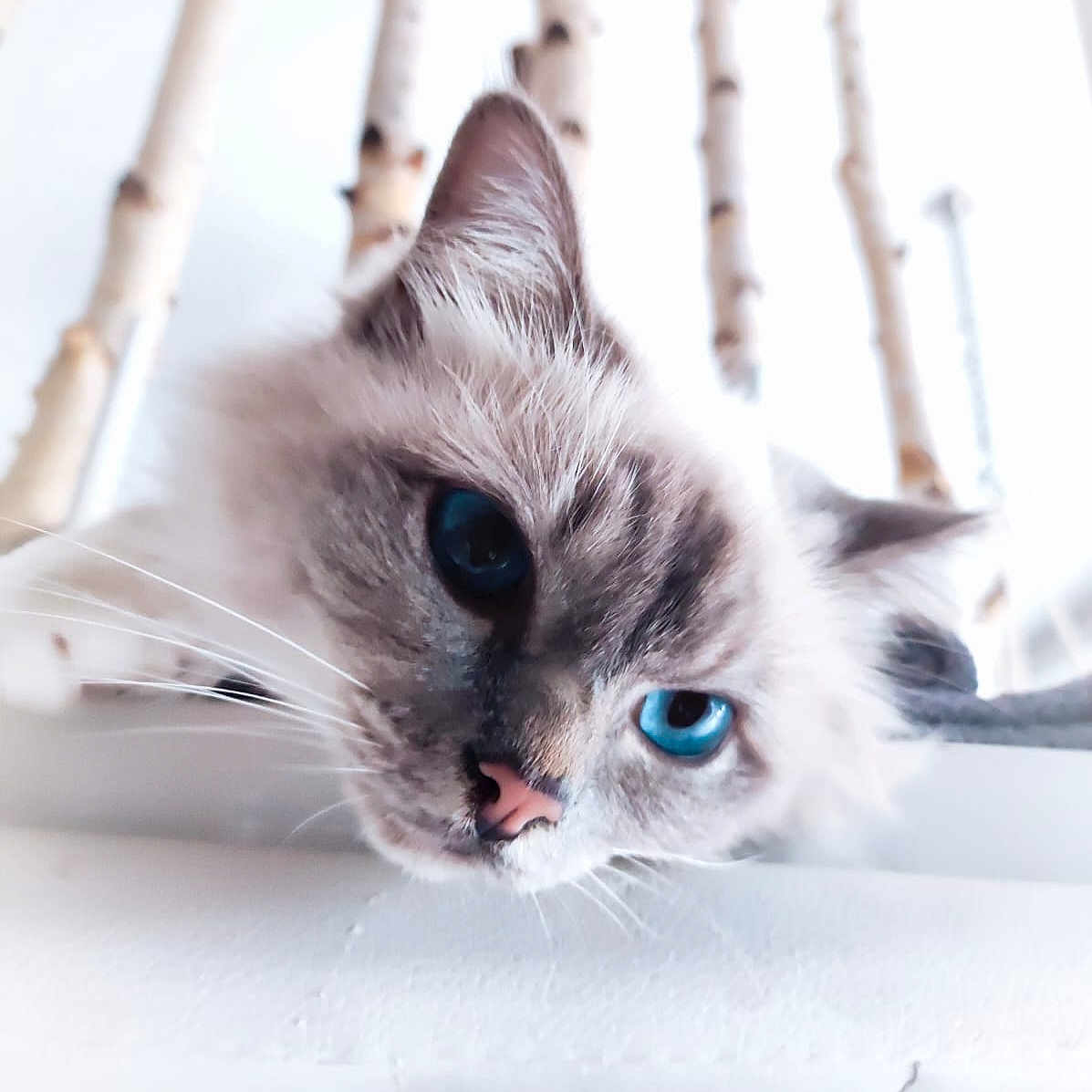 Saori a rejoint le concours — aidez-le/la à gagner de superbes lots ! animal, birch_branches, blue_eyes, calm, cat, close_up, cute, domestic_cat, ears, feline, fluffy, indoor, nose, pet, portrait, relaxed, resting, soft_focus, whiskers, white_surface