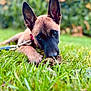 puppy, dog, grass, outdoor, pet, animal, close_up, ears, collar, nature, young_dog, sniffing, greenery, blurred_background, cute, leash, playful, canine, fur, lying_down