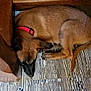 Athena participe au concours pour gagner de l'argent avec cette photo : dog, brown_dog, sleeping, red_collar, wooden_floor, slippers, furniture, indoor, pet, resting, cozy, flooring, animal, canine, paw, tail, relaxation, domestic, quiet, calm