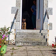 Athena a rejoint le concours — aidez-le/la à gagner de superbes lots ! puppy, dog, person, doorway, stone_steps, flower_pots, flowers, outdoor, sunlight, shadow, building, concrete, stairs, greenery, plant, porch, wall, door, curious, pet