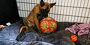 Athena participe au concours pour gagner de l'argent avec cette photo : puppy, dog, dog_crate, dog_bed, soccer_ball, toy, floor, tile_floor, red_collar, brown_puppy, playful, pet, indoor, cage, fabric, plush_bed, resting, chewing, curious, animal