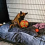 puppy, dog, dog_crate, dog_bed, soccer_ball, toy, floor, tile_floor, red_collar, brown_puppy, playful, pet, indoor, cage, fabric, plush_bed, resting, chewing, curious, animal