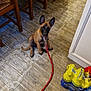 Athena a rejoint le concours — aidez-le/la à gagner de superbes lots ! puppy, dog, leash, wooden_floor, chairs, indoor, pet, brown_dog, red_leash, bottled_water, flooring, home, domestic, young_dog, animal, sitting, curious, ears, collar, resting