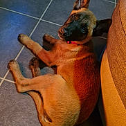 Athena participe au concours pour gagner de l'argent avec cette photo : animal, black_face, brown_coat, canine, collar, companion, couch, curious, cute, dog, ear_up, floor, furniture, indoors, looking, lying_down, pet, puppy, resting, tile_floor