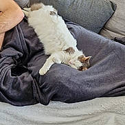 Puppy participe au concours pour gagner de l'argent avec cette photo : animal, blanket, brown_spots, cat, couch, cozy, domestic, fur, furniture, home, indoor, person_arm, pet, pillow, relaxing, resting, shoe, sleeping, tile_floor, white_cat