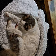 Puppy a rejoint le concours — aidez-le/la à gagner de superbes lots ! cat, sleeping, blanket, white, fluffy, cozy, indoor, resting, fur, pet, wooden_table, comfort, cute, animal, domestic, relaxing, soft_texture, tail, ear, paw