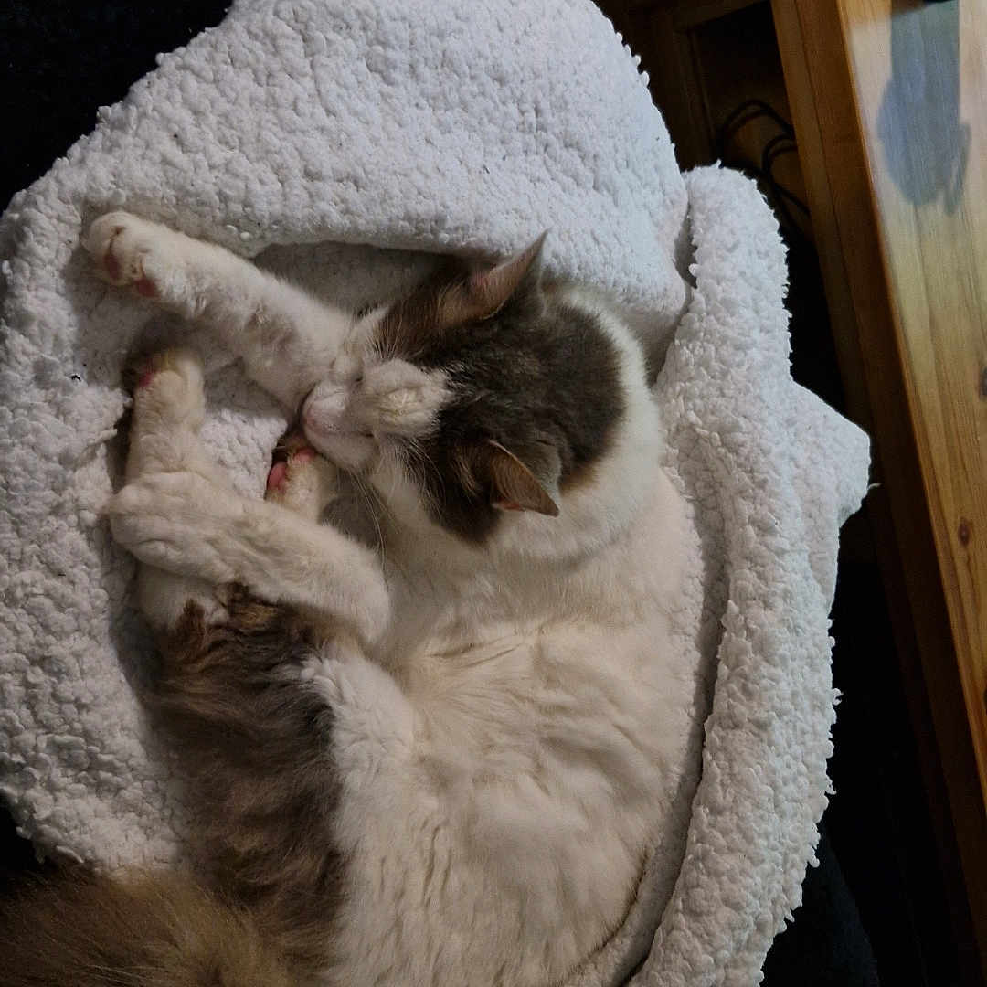 Puppy a rejoint le concours — aidez-le/la à gagner de superbes lots ! animal, blanket, cat, comfort, cozy, cute, domestic, ear, fluffy, fur, indoor, paw, pet, relaxing, resting, sleeping, soft_texture, tail, white, wooden_table