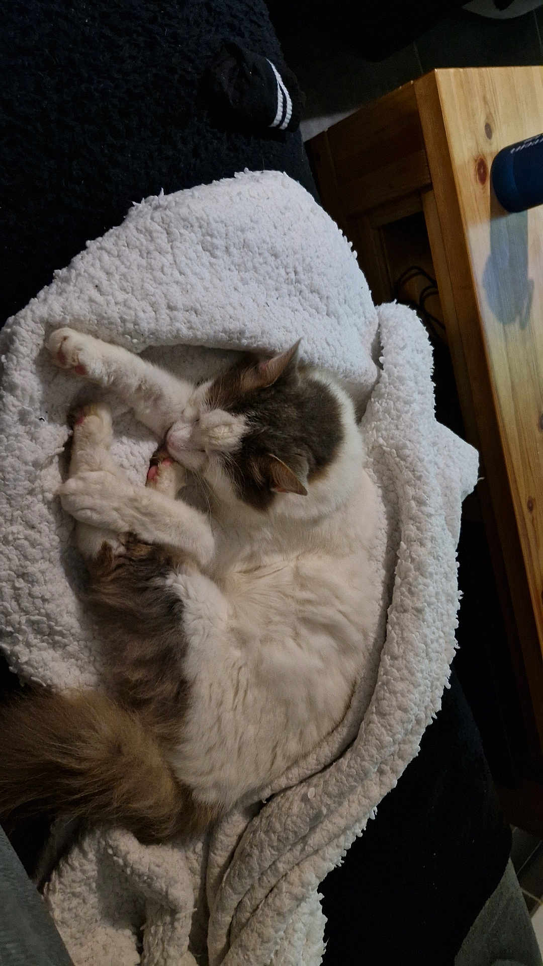 Puppy a rejoint le concours — aidez-le/la à gagner de superbes lots ! cat, sleeping, blanket, white, fluffy, cozy, indoor, resting, fur, pet, wooden_table, comfort, cute, animal, domestic, relaxing, soft_texture, tail, ear, paw