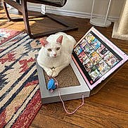 William is registered to the contest to win money with this photo: white_cat, cat, scratcher, toy_mouse, laptop_shaped_scratcher, zoom_call, cat_photos, cat_glasses, wooden_floor, colorful_rug, cat_tree, indoor, pet, floor_lamp, feline, relaxed, cute, playful, home, animal
