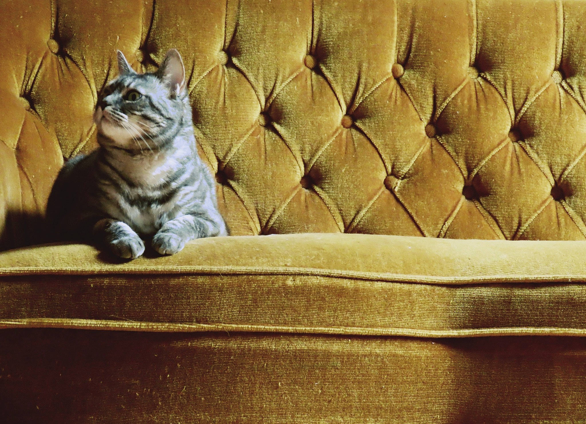 Poupouille a rejoint le concours — aidez-le/la à gagner de superbes lots ! carnivore, cat, comfort, couch, domestic_short_haired_cat, fawn, felidae, flooring, grey, rectangle, small_to_medium_sized_cats, snout, sofa_bed, studio_couch, tail, terrestrial_animal, tints_and_shades, whiskers, window, wood