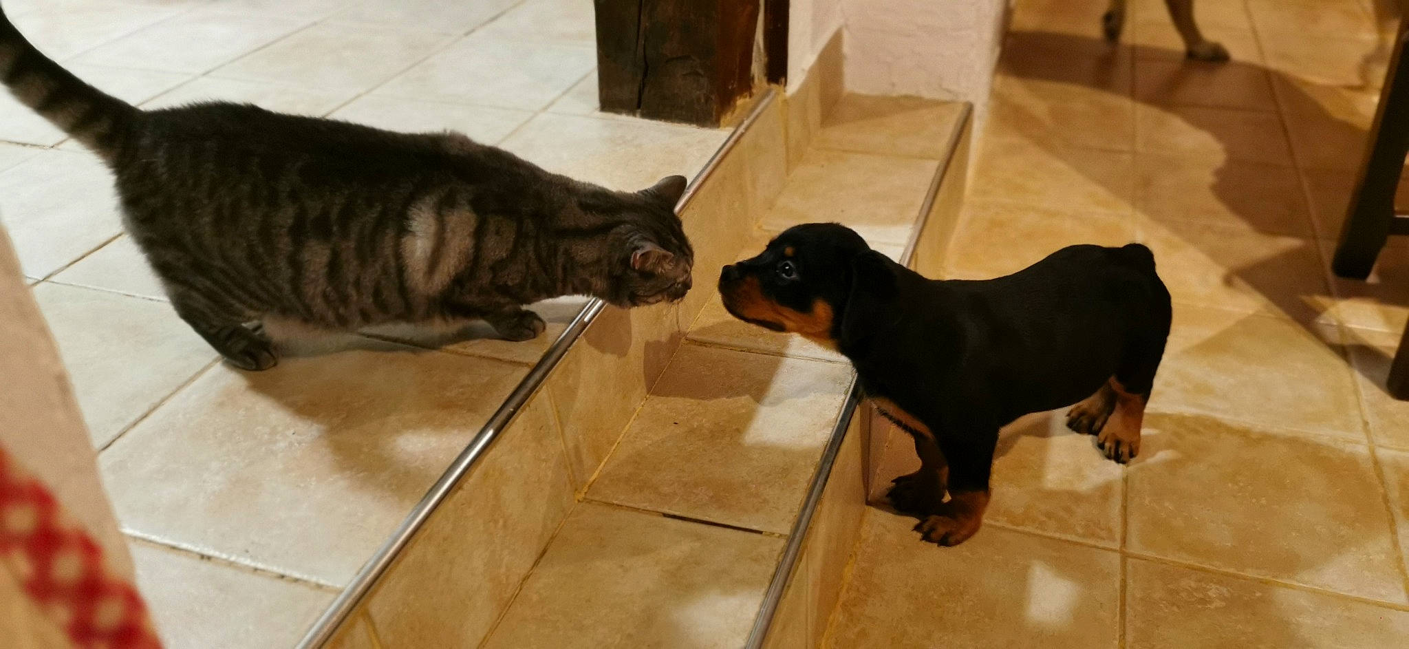 Poupouille a rejoint le concours — aidez-le/la à gagner de superbes lots ! carnivore, cat, companion_dog, dog, dog_breed, domestic_short_haired_cat, fawn, felidae, floor, flooring, fur, pet_supply, small_to_medium_sized_cats, snout, sporting_group, tail, terrestrial_animal, whiskers, wood, working_animal