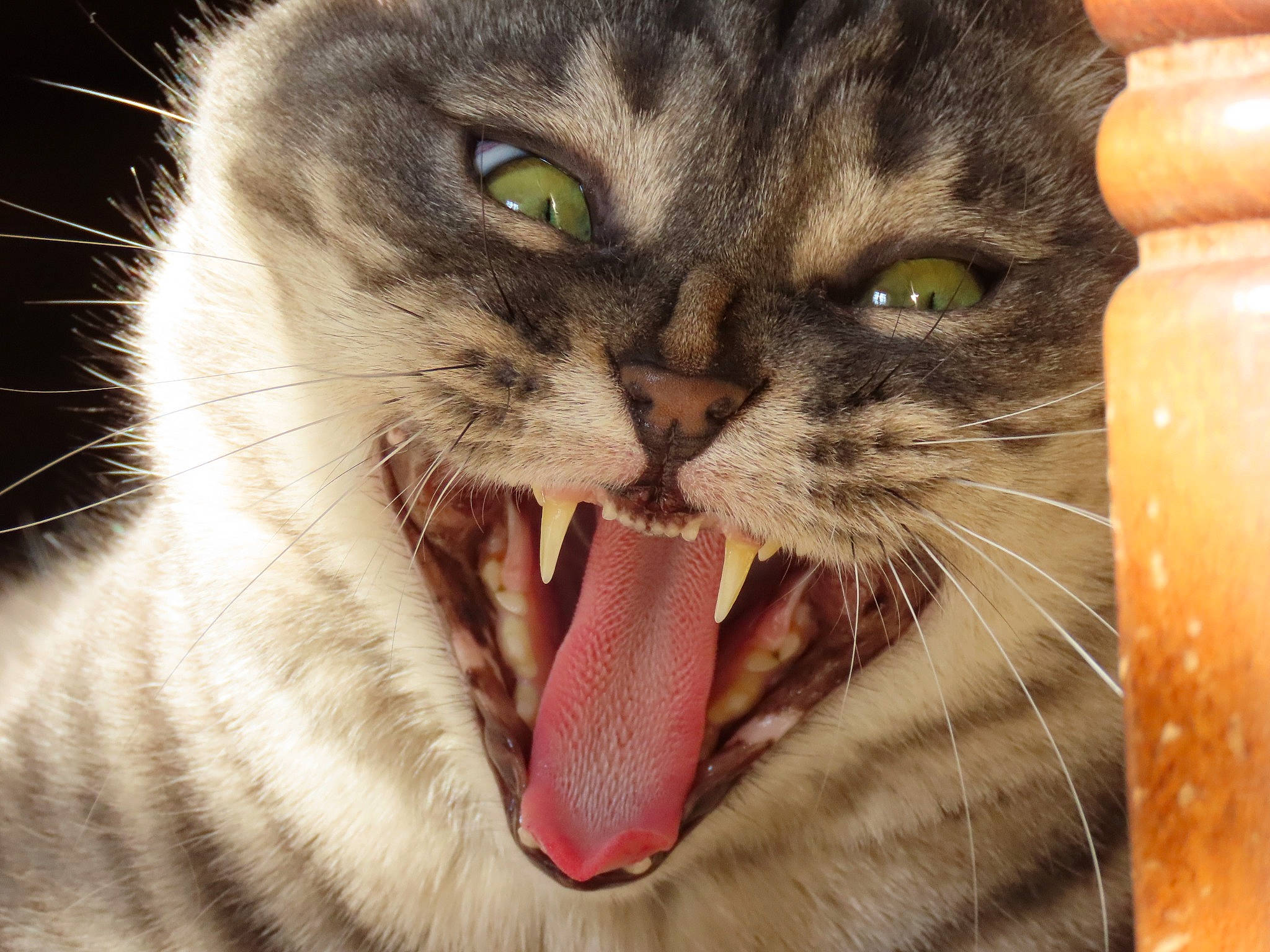 Poupouille participe au concours pour gagner de l'argent avec cette photo : carnivore, cat, close_up, domestic_short_haired_cat, fang, felidae, fur, gesture, iris, jaw, paw, photo_caption, shout, small_to_medium_sized_cats, snout, tongue, tooth, whiskers, wildlife, yawn
