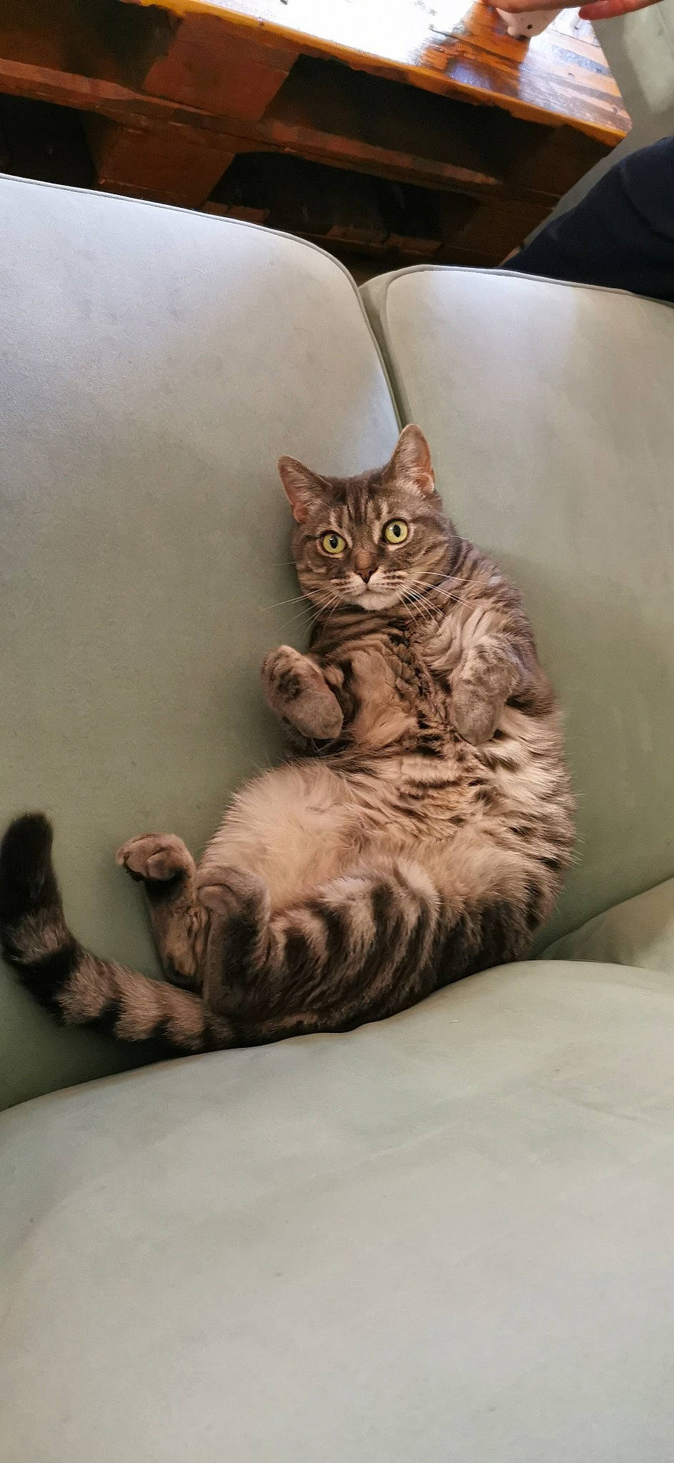 Poupouille participe au concours pour gagner de l'argent avec cette photo : bed, carnivore, cat, cat_supply, claw, comfort, domestic_short_haired_cat, fawn, felidae, foot, fur, grey, hardwood, paw, room, sitting, small_to_medium_sized_cats, tail, whiskers, wood