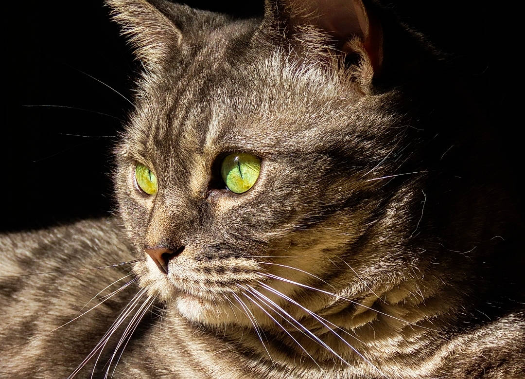 Poupouille a rejoint le concours — aidez-le/la à gagner de superbes lots ! carnivore, cat, darkness, domestic_short_haired_cat, felidae, fur, grass, small_to_medium_sized_cats, snout, terrestrial_animal, tree, whiskers, wildlife