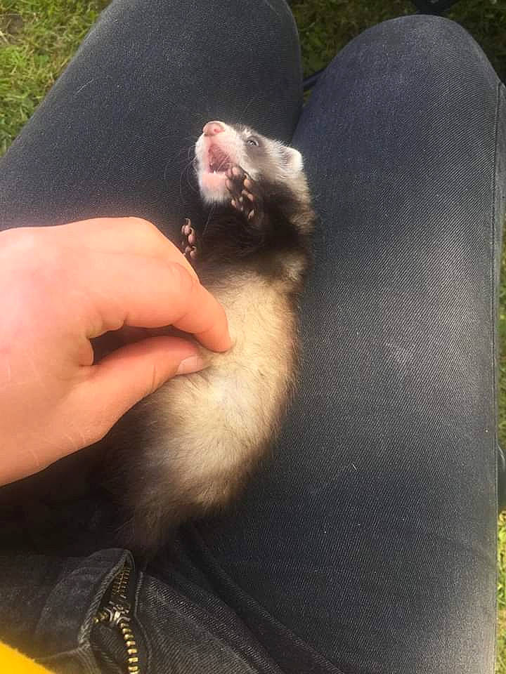 Kata a rejoint le concours — aidez-le/la à gagner de superbes lots ! carnivore, ear, ferret, fur, hand, leg, mustelidae, neck, polecat, tail