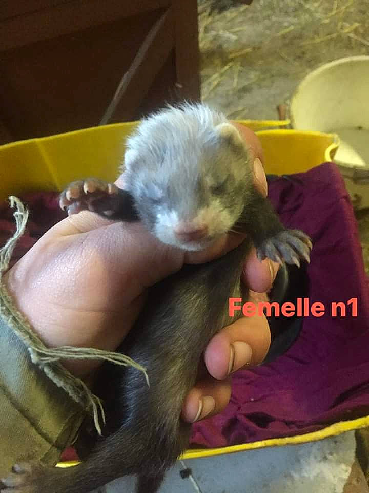 Kata a rejoint le concours — aidez-le/la à gagner de superbes lots ! carnivore, fawn, ferret, mustelidae, new_world_monkey, old_world_monkey