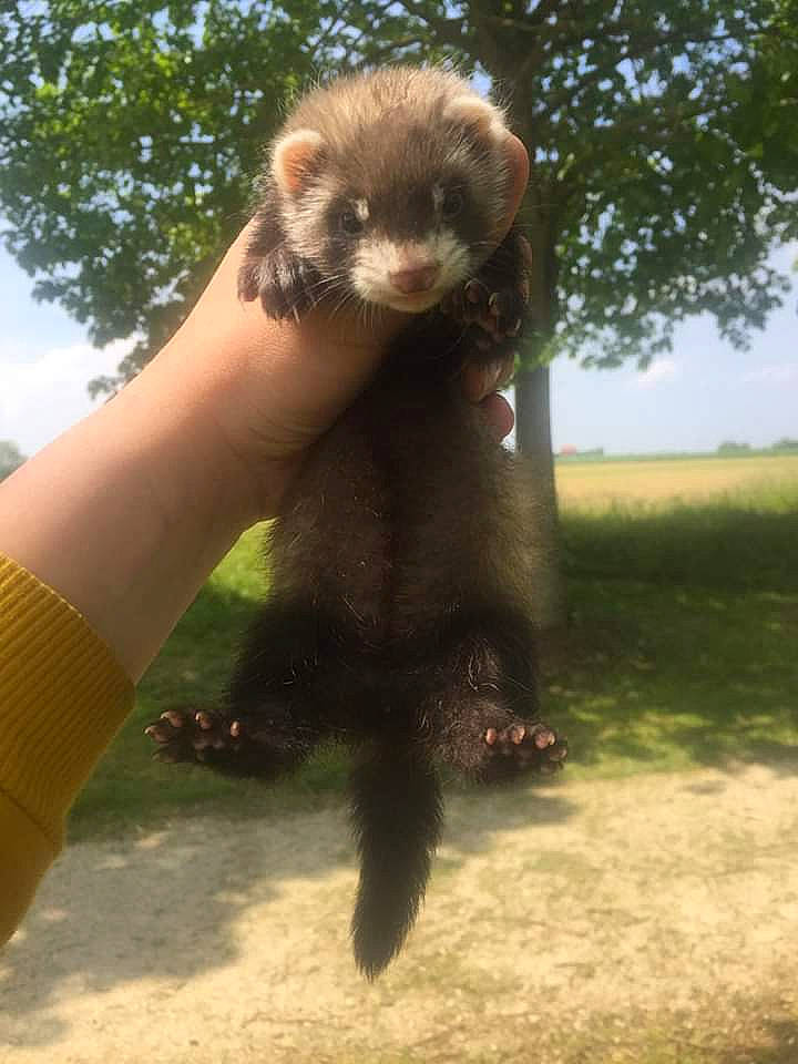 Kata a rejoint le concours — aidez-le/la à gagner de superbes lots ! carnivore, claw, ferret, mammal, marten, mink, mustelidae, mustelinae, polecat, vertebrate