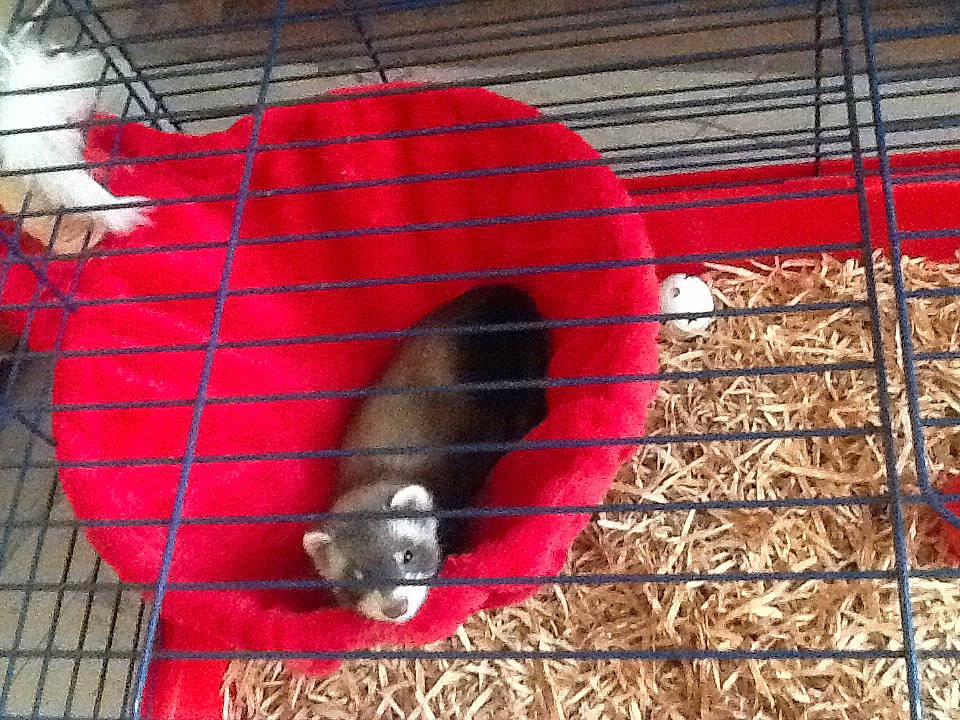 Kata a rejoint le concours — aidez-le/la à gagner de superbes lots ! animal_shelter, cage, chinchilla, degu, hamster, rat, rodent