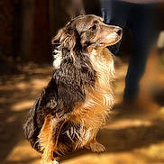 Lasco participe au concours pour gagner de l'argent avec cette photo : animal, black, blurred_background, brown, canine, companion, dog, domestic, fluffy, friendly, fur, loyal, outdoor, person, pet, portrait, shadow, sitting, sunlight, white