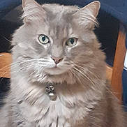 Bakardy a rejoint le concours — aidez-le/la à gagner de superbes lots ! cat, fluffy, gray, green_eyes, collar, bell, indoor, chair, furniture, pet, animal, whiskers, portrait, looking_at_camera, close_up, cute, feline, domestic_cat, soft_fur, sitting