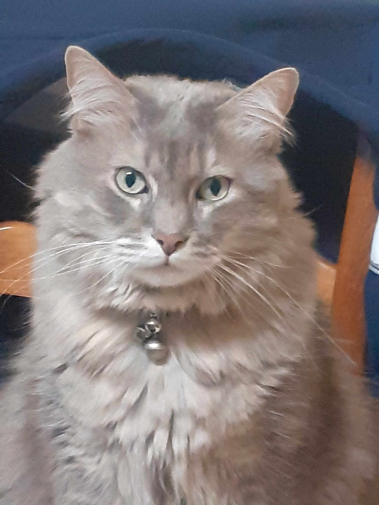 Bakardy a rejoint le concours — aidez-le/la à gagner de superbes lots ! cat, fluffy, gray, green_eyes, collar, bell, indoor, chair, furniture, pet, animal, whiskers, portrait, looking_at_camera, close_up, cute, feline, domestic_cat, soft_fur, sitting