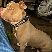 Seven is registered to the contest to win money with this photo: dog, tan_dog, collar, indoor, floor, wooden_floor, fan, jeans, person_leg, pet, side_view, curious_expression, domestic_animal, animal, household, furniture, resting, companion, brown, canine