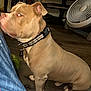 dog, tan_dog, collar, indoor, floor, wooden_floor, fan, jeans, person_leg, pet, side_view, curious_expression, domestic_animal, animal, household, furniture, resting, companion, brown, canine