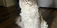 Kenny is registered to the contest to win money with this photo: cat, blue_eyes, fluffy, sitting, wooden_floor, indoor, curious, pet, feline, long_hair, whiskers, ears, tail, domestic_animal, cozy, household, grey_couch, fur, alert, cute