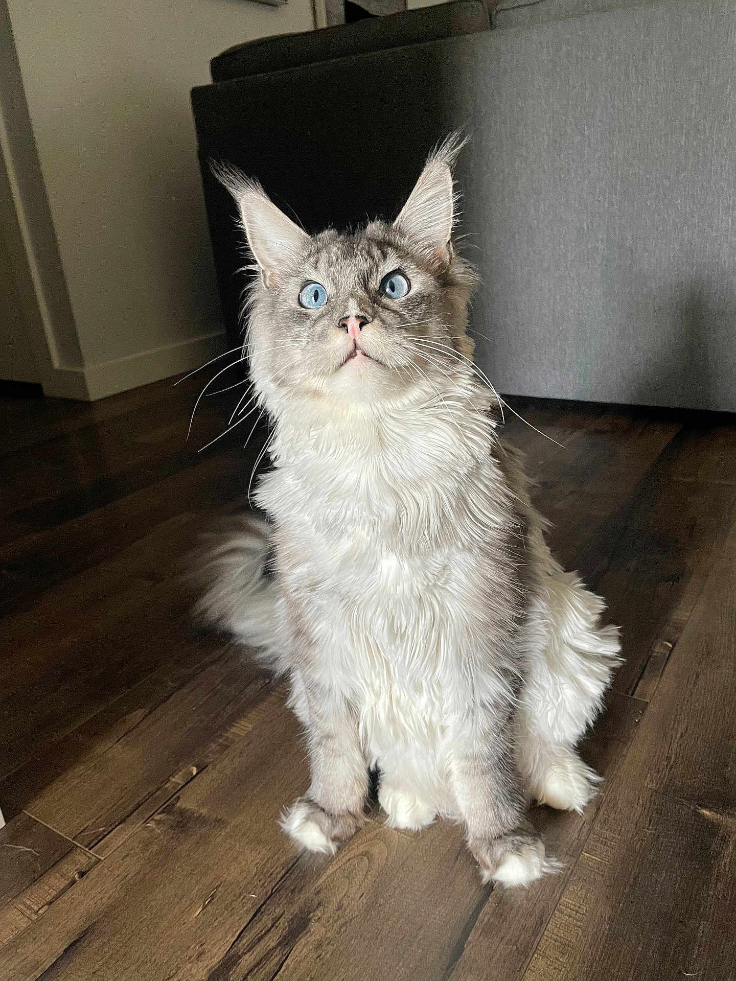 Kenny is registered to the contest to win money with this photo: cat, blue_eyes, fluffy, sitting, wooden_floor, indoor, curious, pet, feline, long_hair, whiskers, ears, tail, domestic_animal, cozy, household, grey_couch, fur, alert, cute