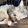 Kenny is registered to the contest to win money with this photo: cat, blue_eyes, fluffy_fur, toy, bird_toy, feathers, pink_paw_pads, wooden_floor, indoor, pet, animal, playful, curious, close_up, feline, domestic_cat, laying_down, whiskers, alert, soft_fur