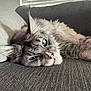 Kenny is registered to the contest to win money with this photo: cat, blue_eyes, fluffy, gray_cat, couch, indoor, relaxed, pet, feline, whiskers, close_up, lying_down, cozy, soft_light, window_blinds, fur, domestic_animal, resting, home, portrait