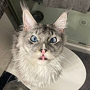 Kenny joined the competition — help win amazing prizes! cat, blue_eyes, wet_fur, whiskers, pink_nose, fluffy, surprised_expression, indoor, bathroom, towel, trash_can, looking_up, close_up, pet, animal, cute, curious, domestic_cat, feline, long_hair