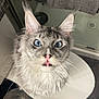 cat, blue_eyes, wet_fur, whiskers, pink_nose, fluffy, surprised_expression, indoor, bathroom, towel, trash_can, looking_up, close_up, pet, animal, cute, curious, domestic_cat, feline, long_hair