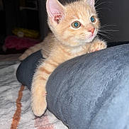 Archie is registered to the contest to win money with this photo: kitten, cat, orange_tabby, feline, pet, animal, cute, fluffy, whiskers, paw, indoor, blanket, soft, fur, young_cat, curious, close_up, portrait, domestic_cat, resting